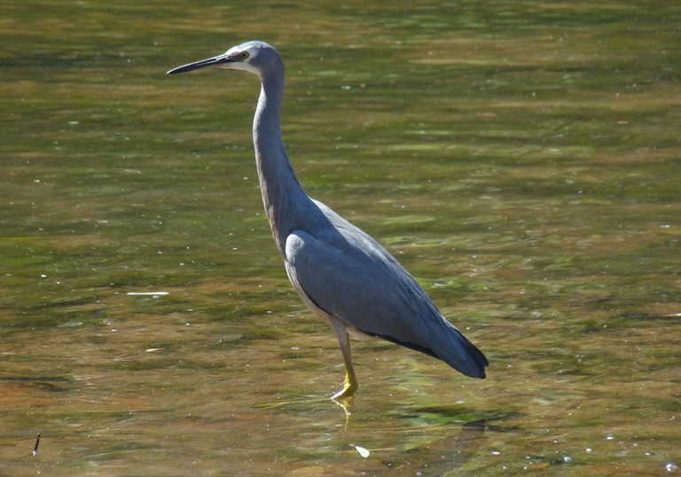 Weißwangenreiher